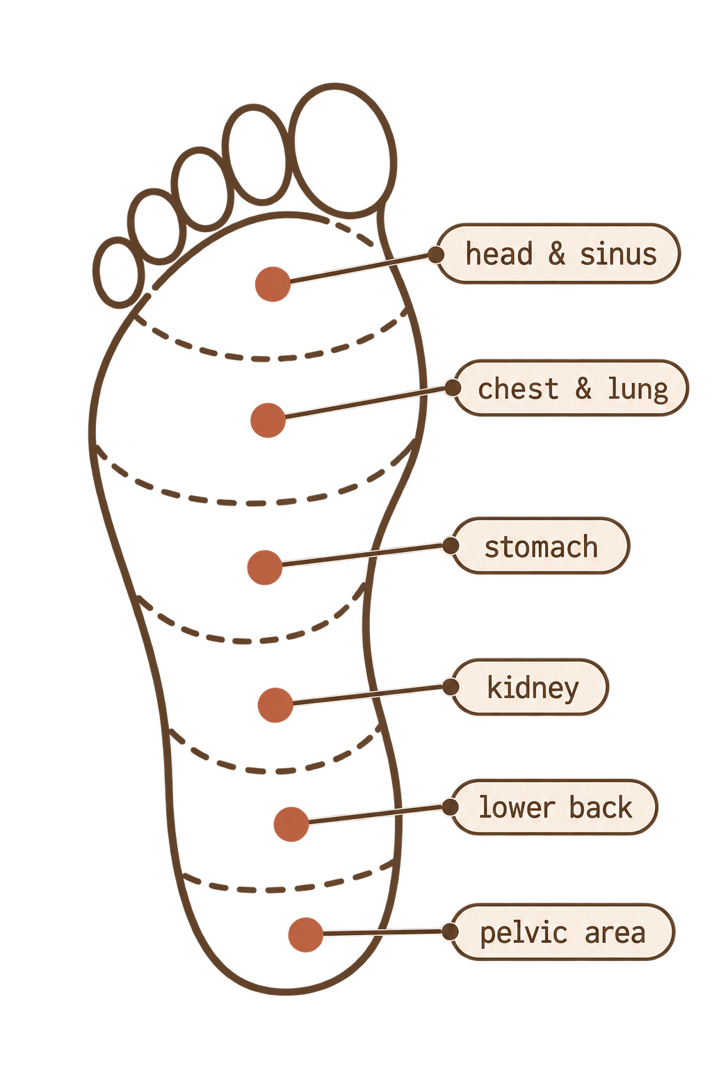 Foot reflexology chart showing reflex zones for head, chest, stomach, kidney, lower back, and pelvic area